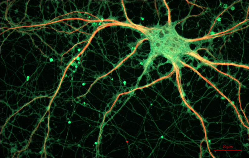 Microscopy of connected cells and connections
