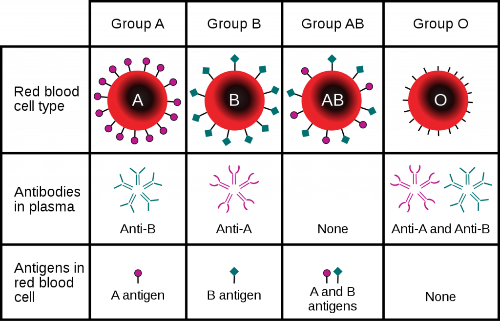 ABO blood group antigens present on red blood cells and IgM antibodies present in the serum