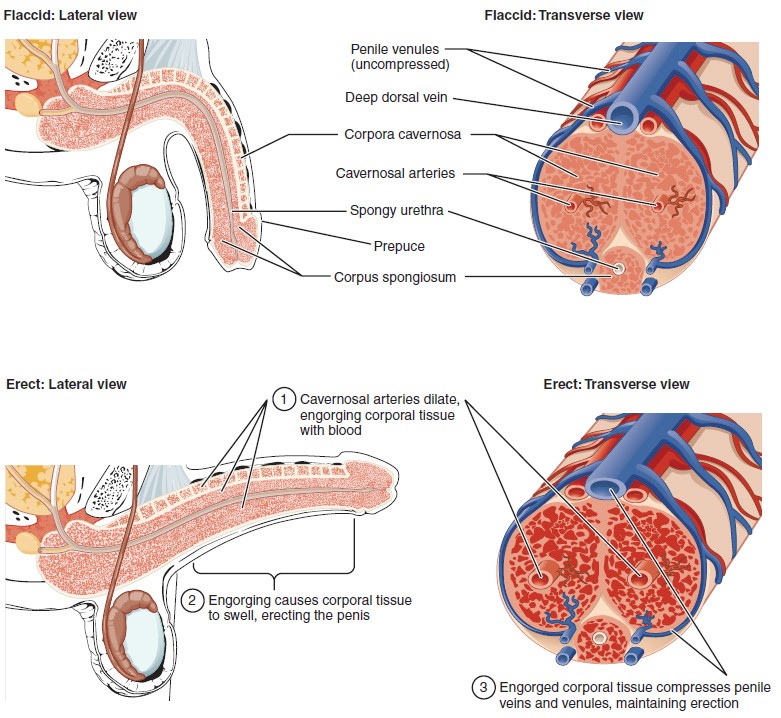 Cross-sectional anatomy of the penis and erect lateral view