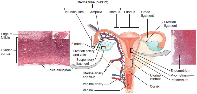 Ovaries, uterine tubes, and the uterus