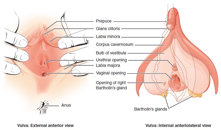 The Vulva