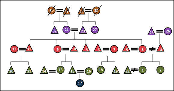 Image of a Kinship Chart