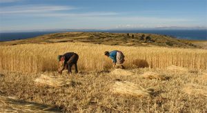 Farmers in Peru
