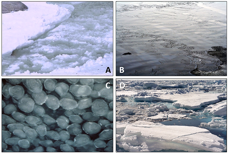 Four images. Stages in sea ice formation. A) (top left) grease ice, B) (top right) nilas, C) (bottom left) pancake ice, D) (bottom right) ice floes.