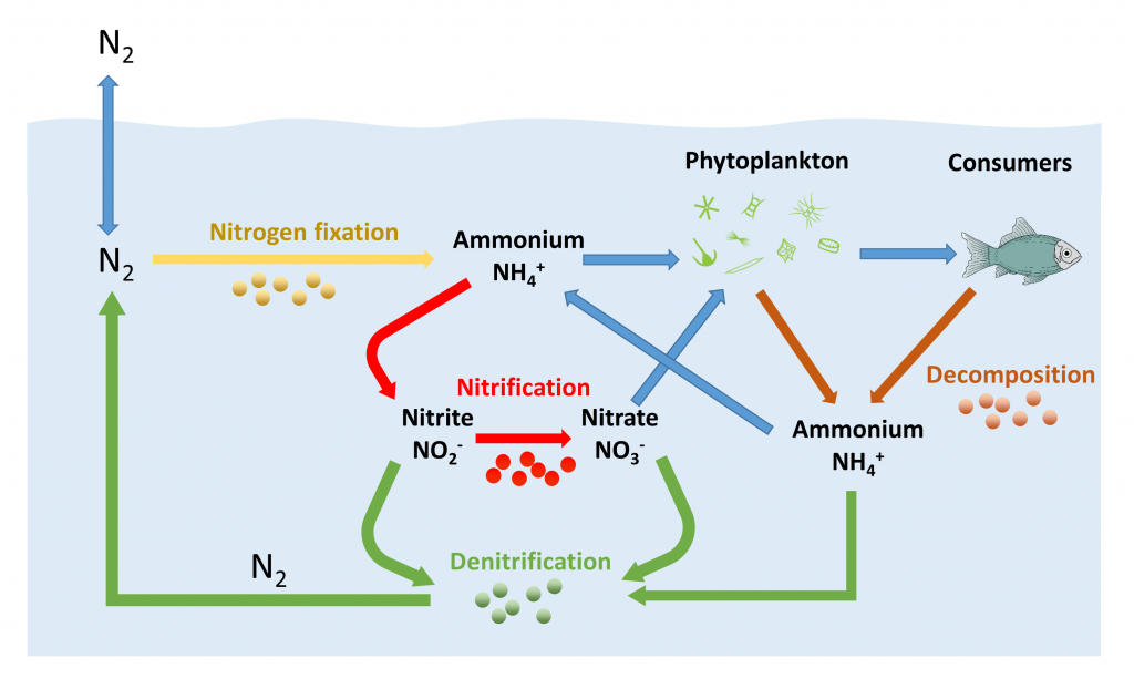 A simplified illustration of the nitrogen cycle in the ocean. Most marine organisms cannot directly utilize dissolved nitrogen in the form in which it exists in air (N2), so it must first be converted into other nitrogenous products by marine bacteria.