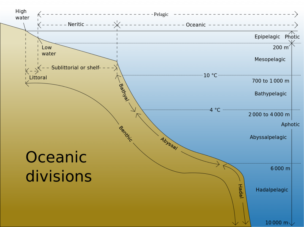 The major benthic and pelagic oceanic divisions: epipelagic, mesopelagic, bathypelagic, abyssalpelagic, and hedalpelagic.