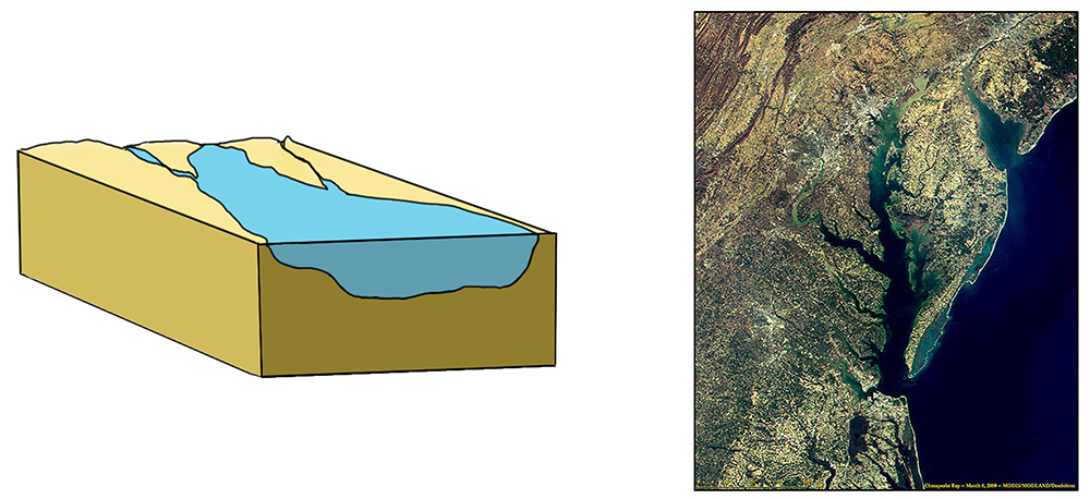 Illustration and image of a coastal plain estuary. Sea level has risen and flooded what was once a river valley. The satellite image shows Chesapeake Bay and Delaware Bay, two coastal plain estuaries.