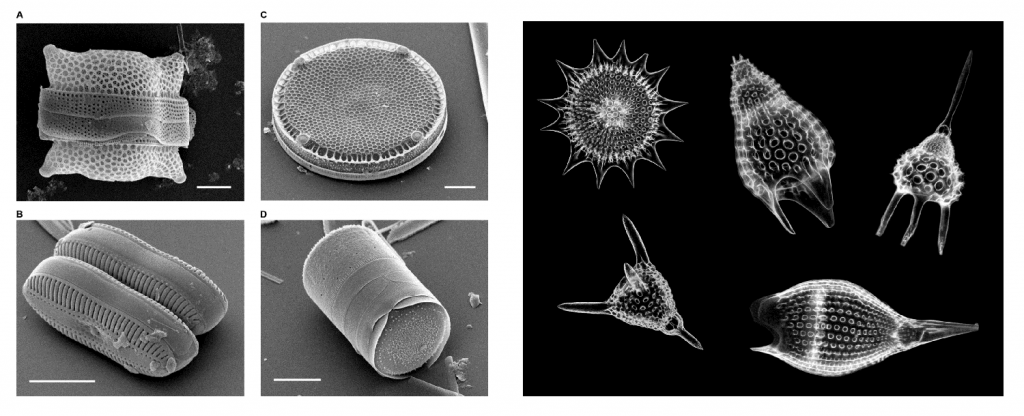 Two images. Various diatom (left) and radiolarian (right) tests (Diatom images courtesy of Mary Ann Tiffany, San Diego State University.