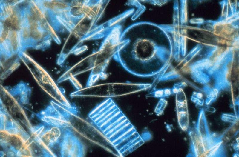 A variety of diatom species from the Southern Ocean, seen under a light microscope.