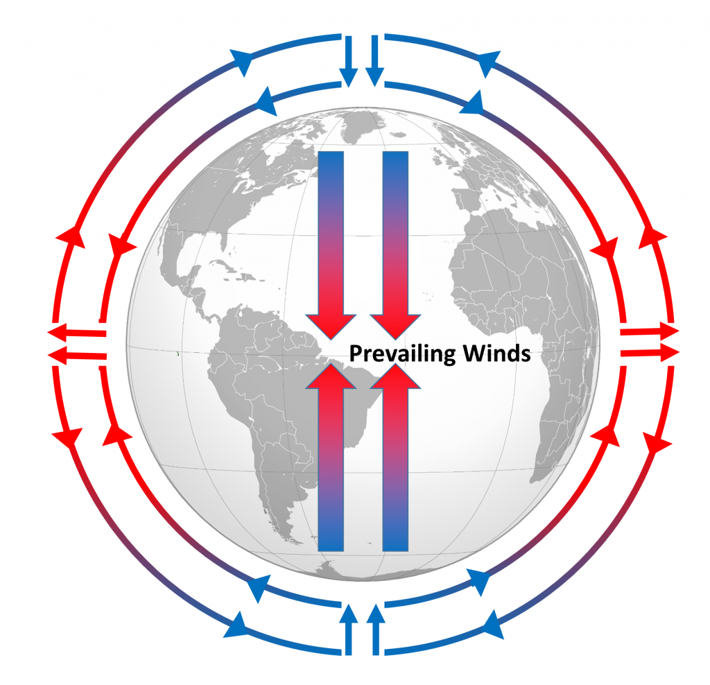 Hypothetical atmospheric convection cells on a non-rotating Earth. Air rises at the equator and sinks at the poles, creating a single convection cell in each hemisphere. The prevailing winds moving over the Earth's surface blow from the poles towards the equator in both hemispheres.