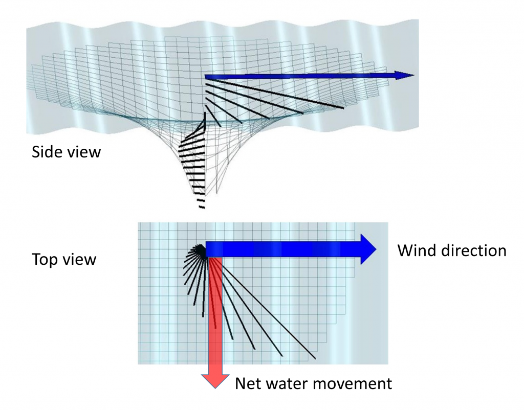 The Ekman spiral, shown for the Northern Hemisphere. Wind blowing over the water (blue arrow) creates a surface current 45 degrees offset from the wind. Each successive layer of water is moved and deflected by the layer above, creating a spiraling pattern of water movement that diminishes with depth. The net movement of the water within the spiral is 90 degrees relative to the wind direction (red arrow)