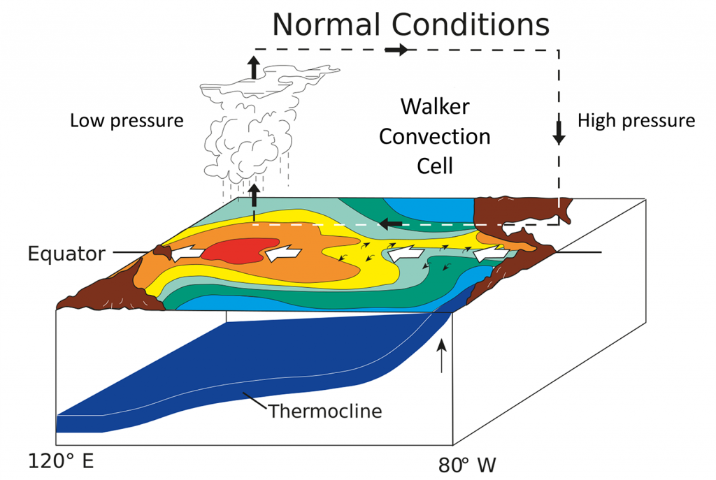 Illustrations of normal conditions in the equatorial Pacific. Low pressure in the western Pacific and high pressure in the eastern Pacific cause the trade winds to move surface water to the west, leading to upwelling and a shallow thermocline near South America