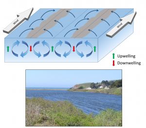 (Top) Langmuir cells created by strong, sustained winds (gray arrows). Dark blue arrows show the movement of surface water as a result of the cells, producing downwelling convergence zones where floating material can accumulate (gray shading), and upwelling divergence zones. (Bottom) Parallel patterns of accumulated foam and debris indicating Langmuir circulation