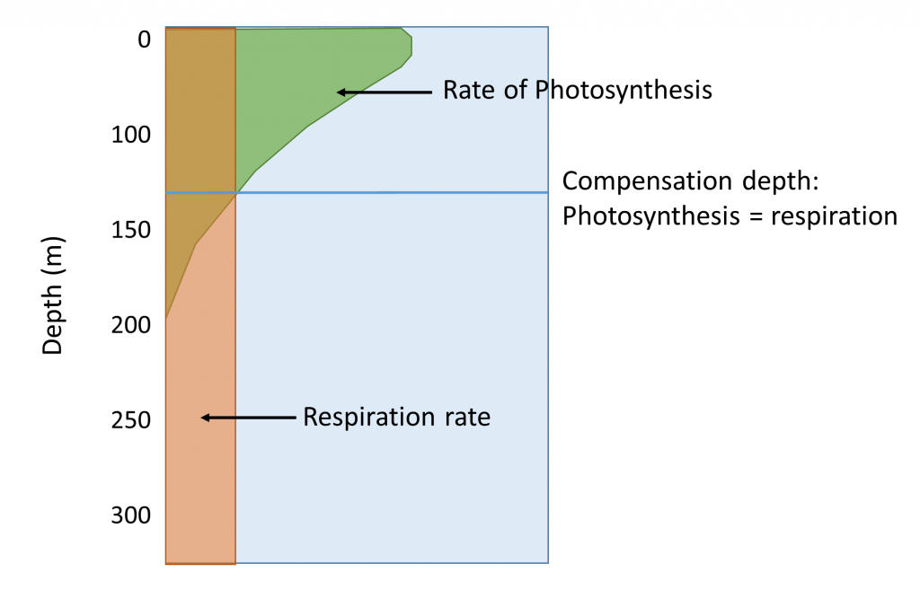Figure illustrating how as depth increases the rate of photosynthesis declines as light becomes limited. The rate of respiration remains consistent at all depths. The depth where photosynthesis equals respiration is the compensation depth