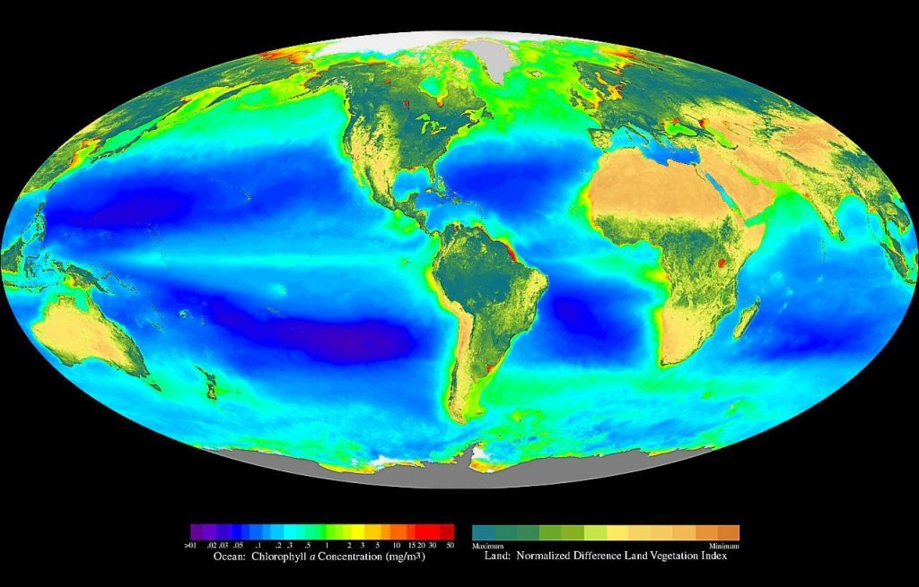 Image of the global surface ocean primary productivity, as measured by chlorophyll concentration