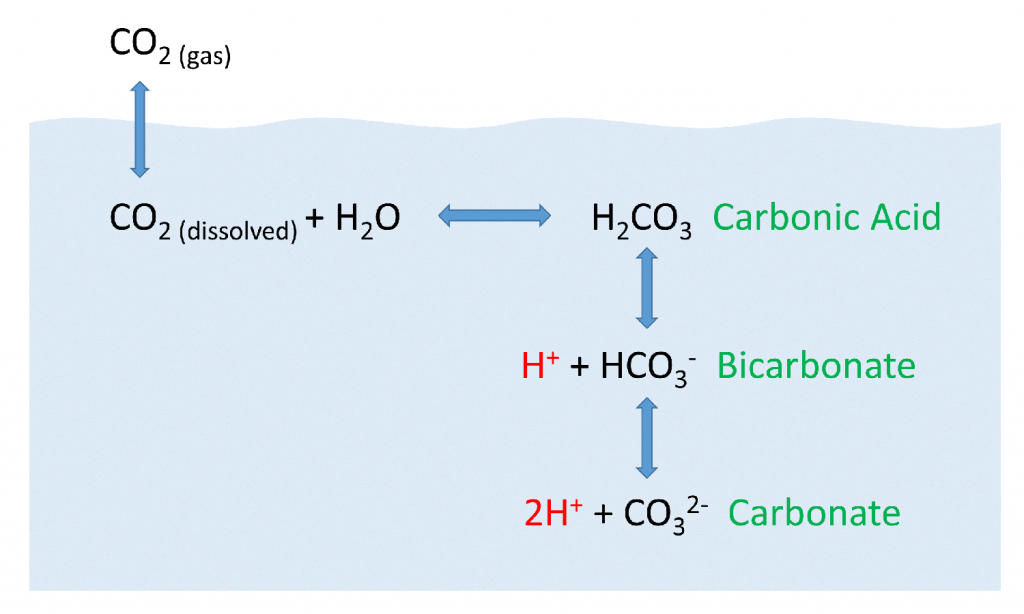Illustration of the fate of dissolved carbon dioxide in the oceans. Most of the carbon ends up in the form of bicarbonate