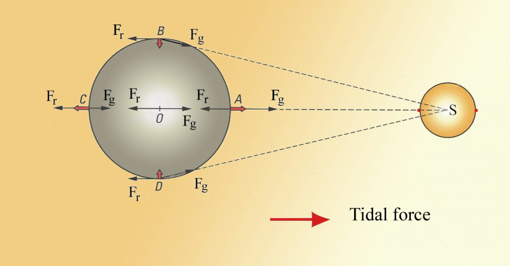 Gravitational force (Fg) are strongest closer to the moon and weaker opposite the moon. Inertial forces (Fr) are equal throughout the Earth and directed away from the moon. The tidal forces A and C are the result of the interaction between Fg and Fr and create water bulges on both sides of the Earth, leading to two high tides per day