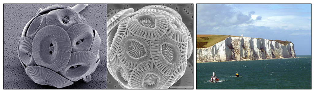 Three images. Left and center coccolithophore tests. Right the Cliffs of Dover.