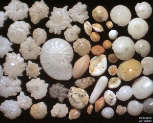 Photograph. Foraminifera tests collected from a beach in Myanmar.