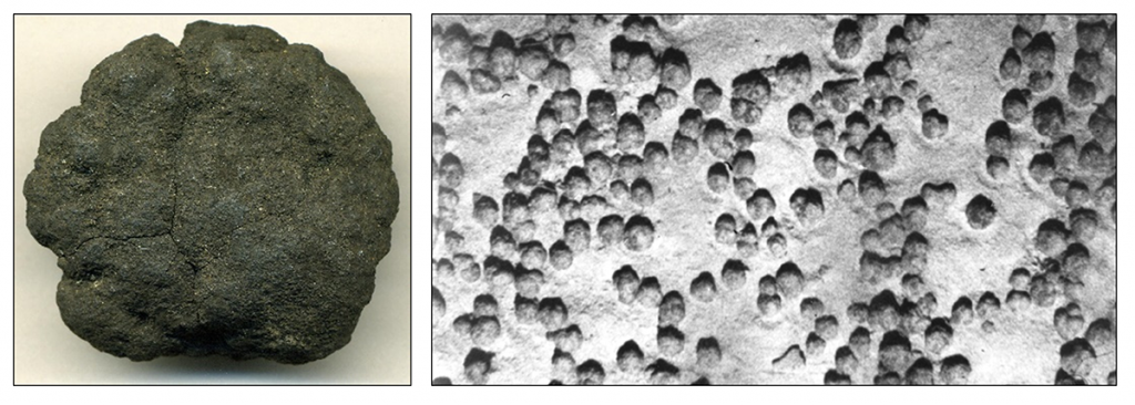 Two images. (Left) manganese nodule from the subtropical eastern Pacific Ocean. The nodule is 4.1 cm in diameter. (Right) field of manganese nodules on the seafloor.