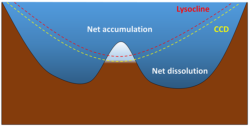 Illustration of how calcareous sediment can only accumulate in depths shallower than the calcium carbonate compensation depth (CCD). Below the CCD, calcareous sediments dissolve and will not accumulate. The lysocline represents the depths where the rate of dissolution increases dramatically
