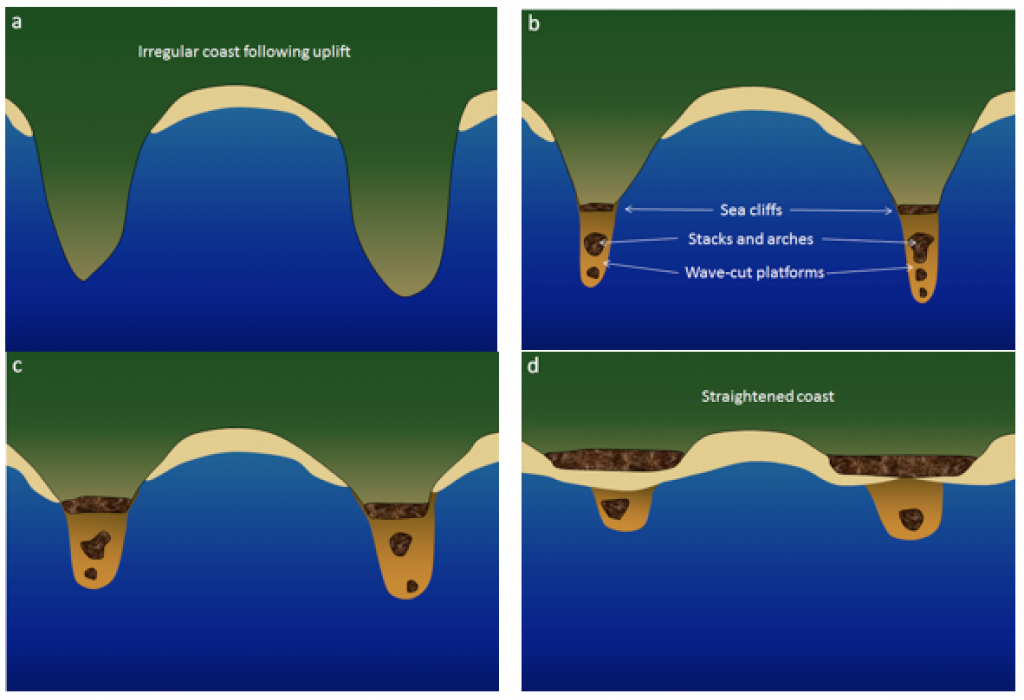 Diagram. Evolution of a straightened coast through the erosion to stacks and arches, sea cliffs, and wave-cut platforms.