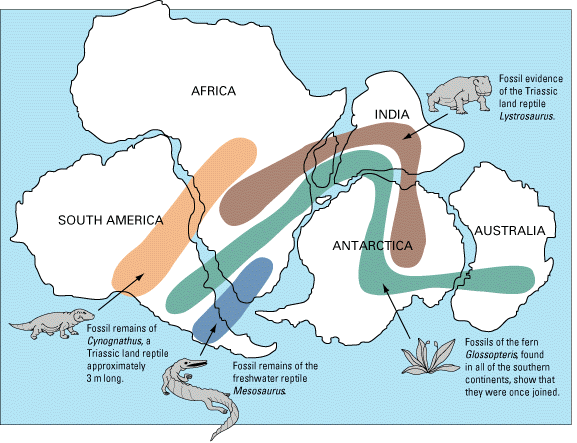 Illustration of the distribution of similar fossils across the continents, suggesting they were once connected into a single supercontinent