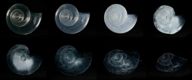 he results of an experiment placing the calcium carbonate shells of pterapods in seawater with a pH of 7.8, the projected ocean pH for the year 2100 under current rates of acidification. The top row shows the shells before the experiment, and the bottom row shows the dissolution of the shells after 45 days of exposure.