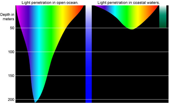 Light penetration in open ocean and coastal water, showing the different depths to which each color will penetrate.