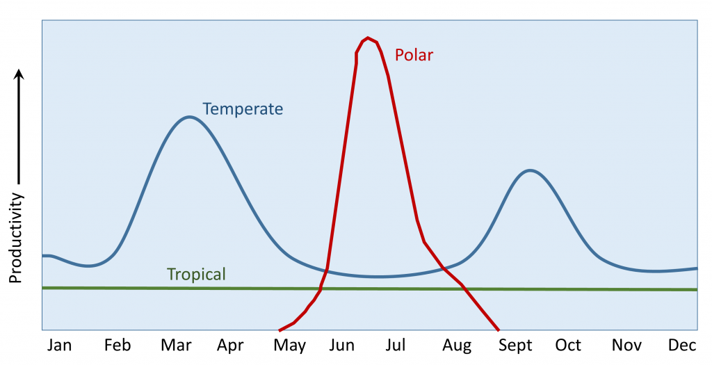 Graph of seasonal patterns of productivity in the Northern Hemisphere. Tropical regions are always nutrient-limited and show low productivity. Polar regions are light limited in the winter and only display production during the late spring and summer months when light is available. Northern temperate regions have a spring bloom, and a smaller autumn bloom.