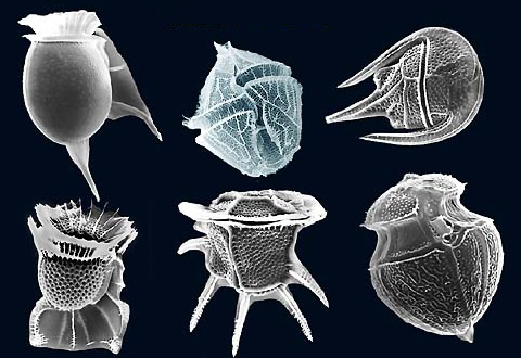 Electron microscope image of several dinoflagellate species. In some of the species, a groove can be seen running around the circumference of the organism; this groove is usually home to one of the flagella.