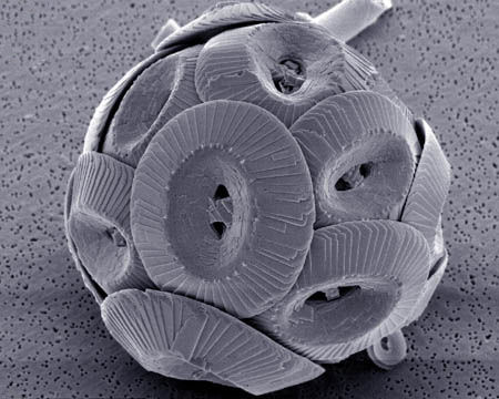 Electron microscope image of the North Atlantic coccolithophore Coccolithus pelagicus.