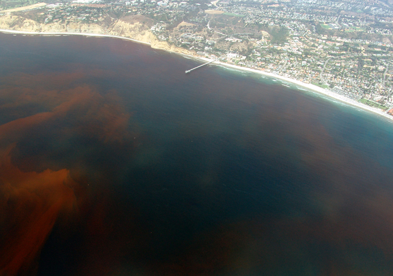 Photograph of a red tide caused by dinoflagellates near the Scripps Institution of Oceanography Pier, La Jolla California
