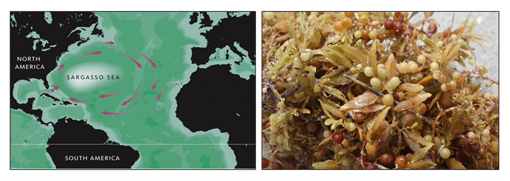 Map of the Sargasso Sea (left), and closeup photo of Sargassum algae (right)