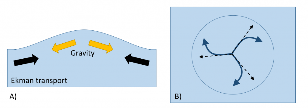 Geostrophic flow in the Northern Hemisphere. A) Ekman transport moves water into the middle of the gyre, where it "piles up." Gravity causes the water to flow back "downhill." B) Viewed from above, as the water in the center flows "downhill" (dotted arrows) the Coriolis force deflects the movement to the right (solid arrows), causing the system to rotate clockwise