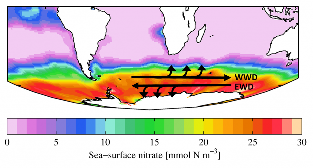 Illustrated map of high nutrient levels in the Antarctic divergence zone, as a result of the diverging West Wind Drift and East Wind Drift currents creating strong upwelling (Modified by PW from Plumbago