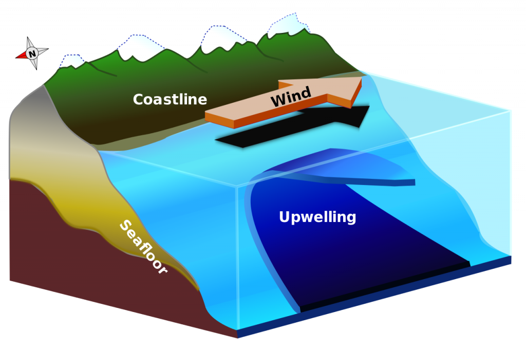 Illustration of coastal upwelling. As wind blows along a coastline, Ekman transport moves the surface layer in a direction 90o to the wind. In this figure, it is to the right of the wind, indicating a Northern Hemisphere location. As surface water moves offshore it it replaced by upwelled deeper water