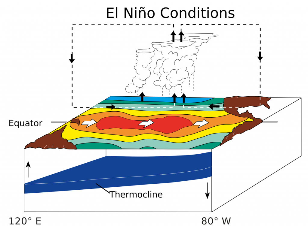Illustration of El Niño conditions in the equatorial Pacific. Weakening or reversal of the trade winds transport warm surface water eastward towards South America, disrupting coastal upwelling