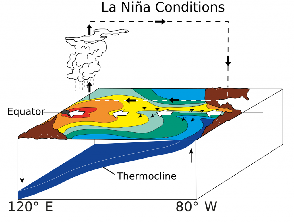 Illustration of La Niña conditions. Stronger trade winds promote more intense upwelling in the eastern Pacific, leading to cooler than usual water temperatures