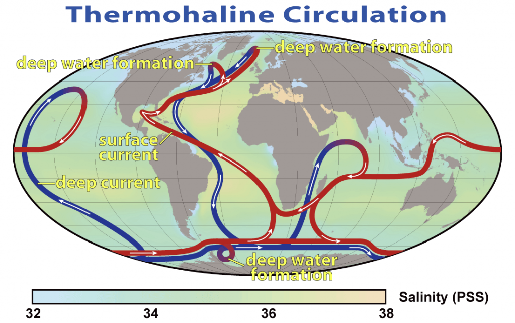 Map of the global ocean "conveyor belt." Cold, dense water sinks in the Greenland and Weddell Seas and circulates over the seafloor into the Indian and Pacific Oceans (blue paths). Eventually the water rises to the surface, and returns to the site of bottom water formation via surface currents (red paths), to start the cycle again