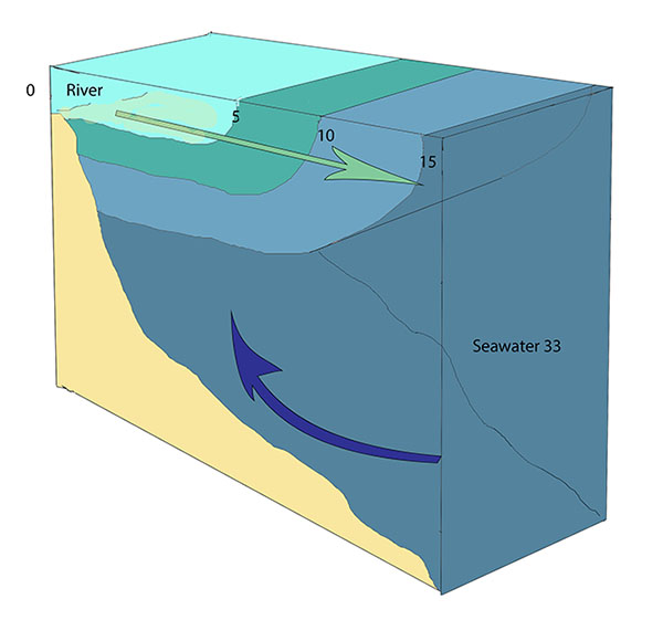 Illustration and image of a highly stratified estuary. Strong river outflow and a deep basin prevent mixing between surface and bottom water, creating an estuary that is vertically stratified. Salinities are represented in ppt.