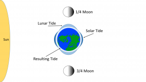 Neap tides are created during 1/4 and 3/4 moons when the Earth, sun and moon are perpendicular to each other. The solar and lunar tides cancel each other out, resulting in a small tidal range