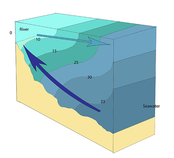 Illustration and image of a slightly-stratified estuary. Generally deeper than a well-mixed estuary, the inflow of seawater (dark blue arrow) and fresh water (light blue arrow) create an estuary where salinity increases with depth, and at the surface when moving from the head to the mouth of the estuary. Salinities are in ppt