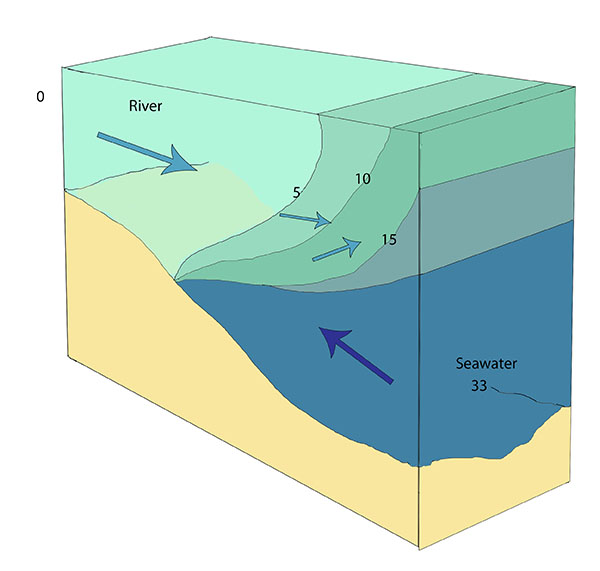 Illustration and image of a salt wedge estuary. Strong river outflow (light blue arrows) creates a layer of mostly fresh water that sits on top of a wedge of encroaching seawater along the bottom (dark blue arrow). Salinities are in ppt.
