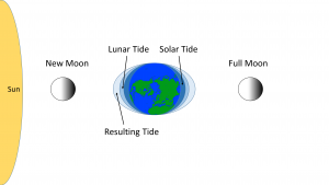Spring tides with high tidal ranges occur when the solar and lunar tides are added together during full and new moons when the Earth, sun and moon are aligned