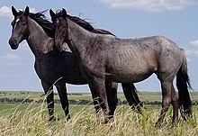 Two horses standing in the grass in a field