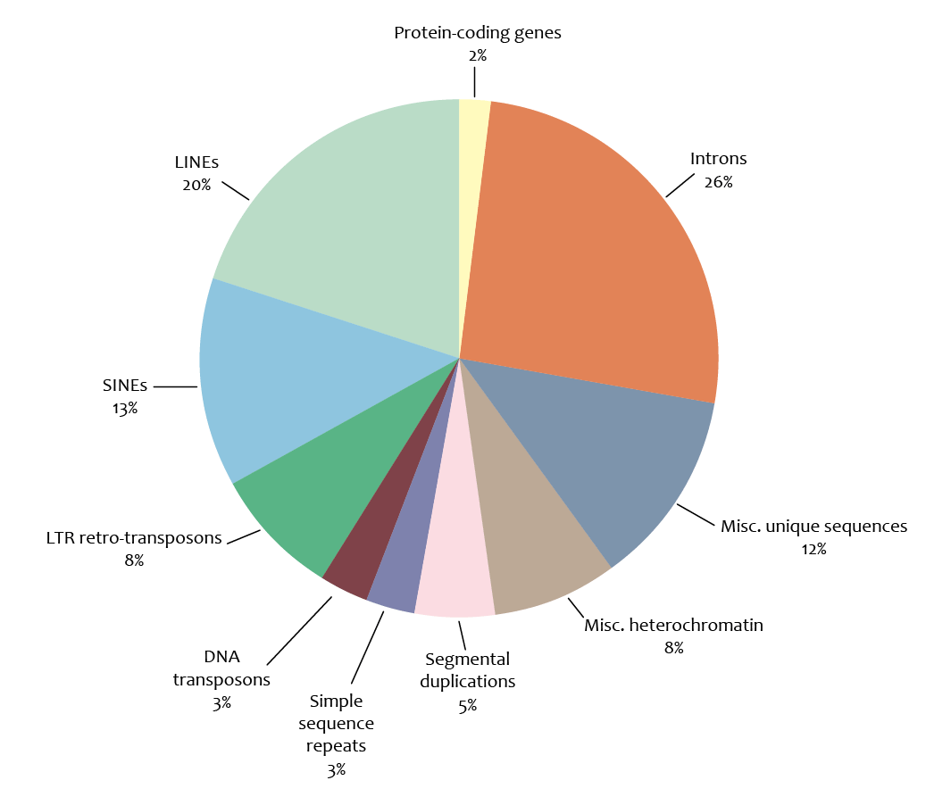 Diagram of components of the genome as estimated in 2014. Reflects 26% Introns, 12% Misc. unique sequences, 8% Misc. heterochromatin, 5% Segmental duplications, 3% Simple sequence repeats, 3% DNA transposons, 8% LTR retro-transposons, 13%% SINEs, 20% LINEs, and 2% Protein-coding genes