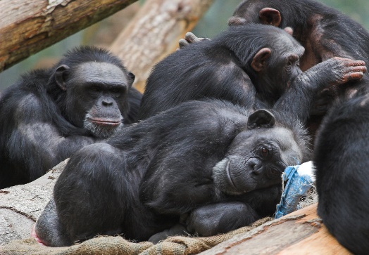 Chimpanzees are the nonhuman primate that is most closely related to humans. ¹
