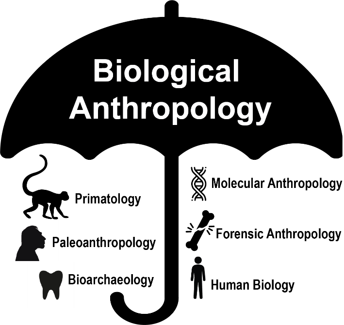 Clipart of umbrella with the six subfields. Primatology, Paleoanthropology, Bioarchaeology, Molecular Anthropology, Forensic Anthropology, and Human Biology.
