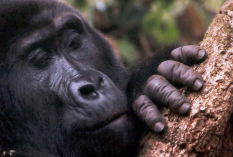 Adult male mountain gorillas feeding on insects.